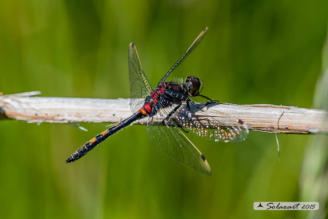 Leucorrhinia dubia: Frontebianca comune (maschio) ; White-faced darter (male)