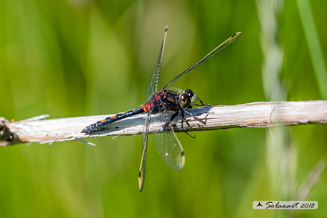 Leucorrhinia dubia: Frontebianca comune (maschio) ; White-faced darter (male)