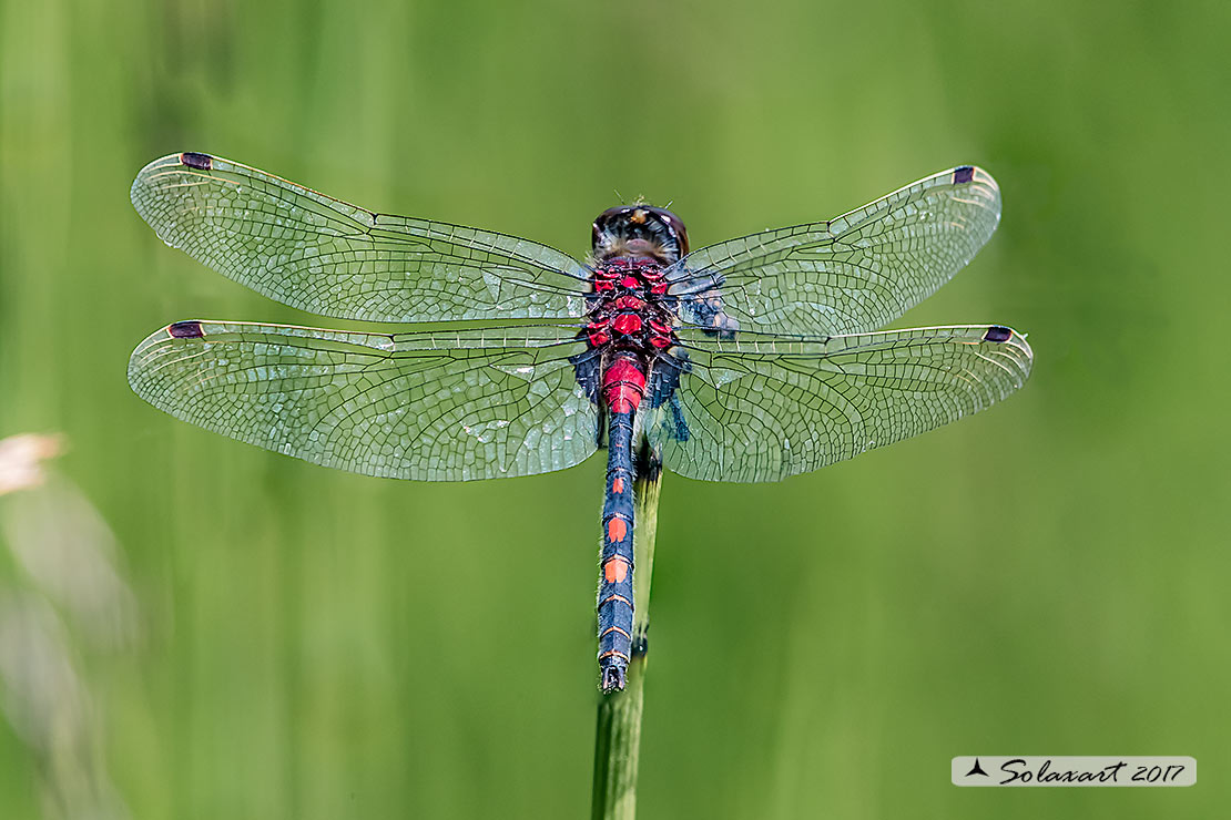 Leucorrhinia dubia: Frontebianca comune (maschio) ; White-faced darter (male)