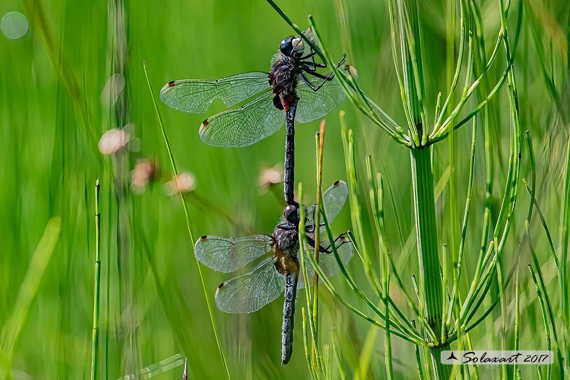 Leucorrhinia dubia:  Frontebianca comune (tandem); White-faced darter (tandem)