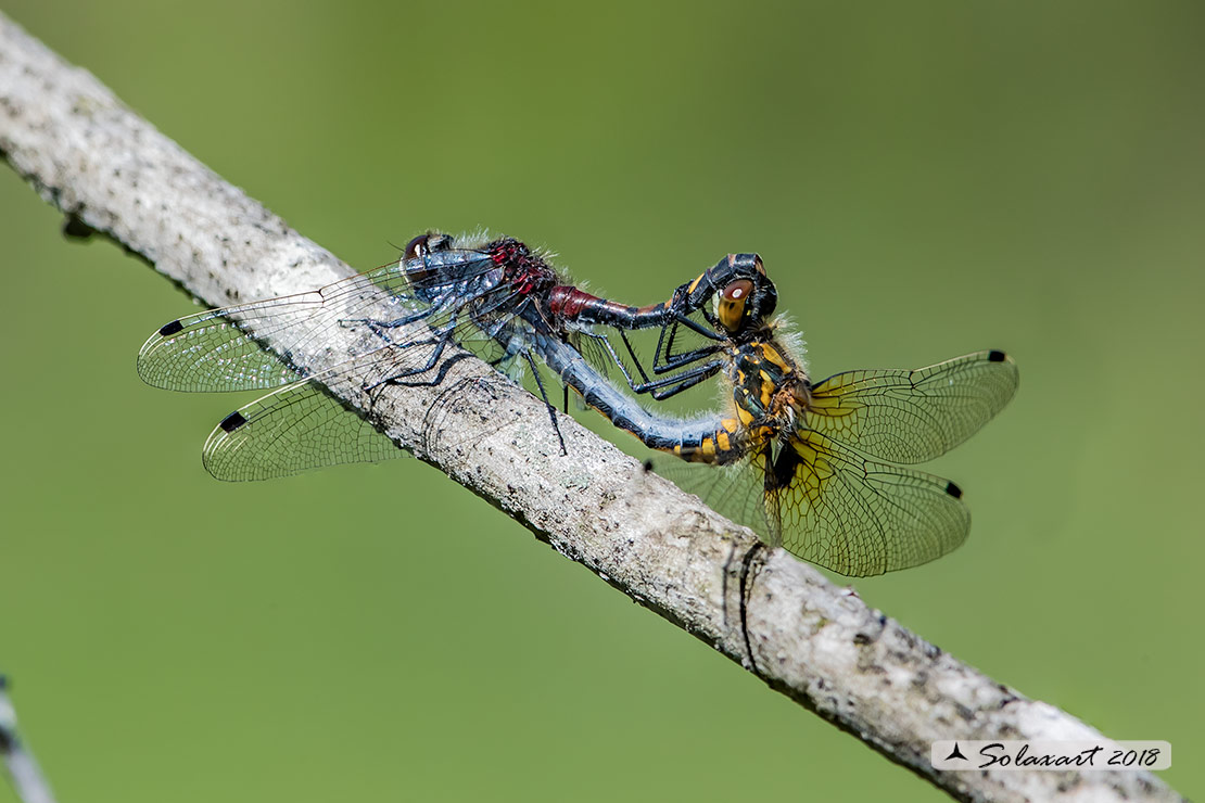 Leucorrhinia dubia:  Frontebianca comune (copula) ; White-faced darter (copula)