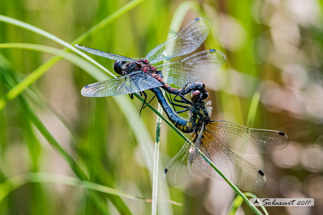 Leucorrhinia pectoralis; Frontebianca maggiore (copula); Large white-faced darter (mating wheel)