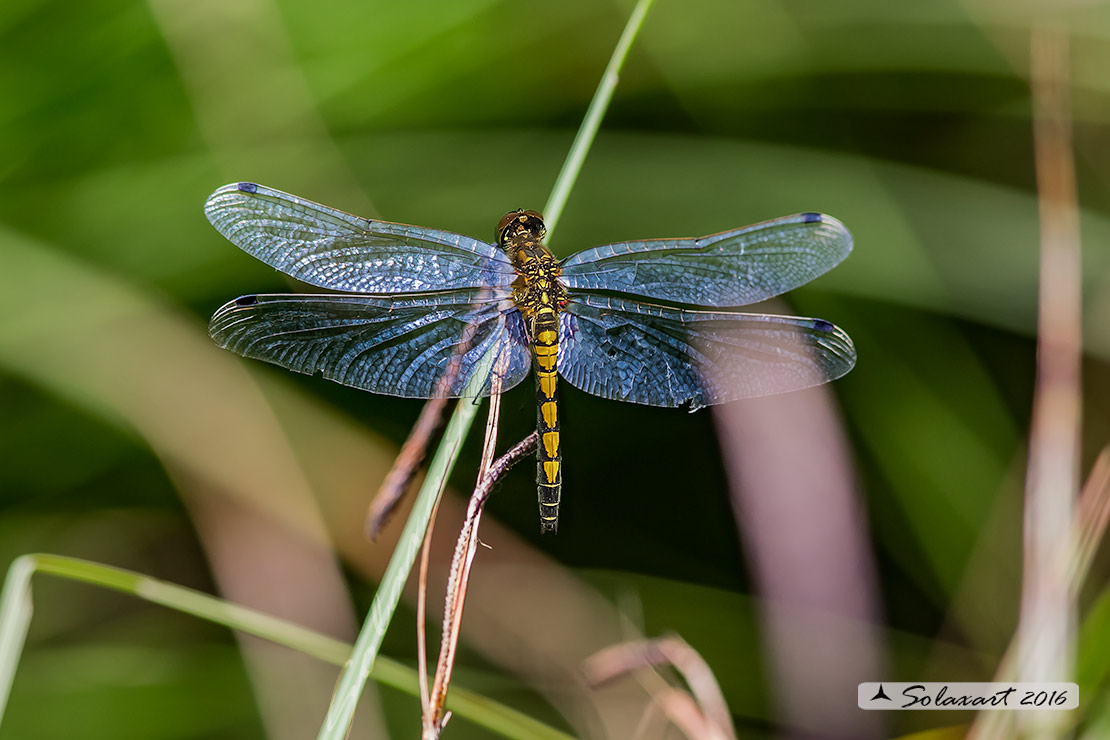 Leucorrhinia pectoralis; Frontebianca maggiore; Large white-faced darter (female)
