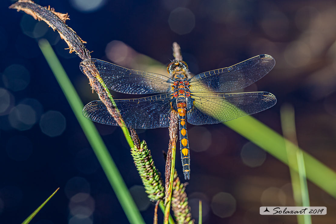Leucorrhinia pectoralis; Frontebianca maggiore (maschio) ; Large white-faced darter (male)