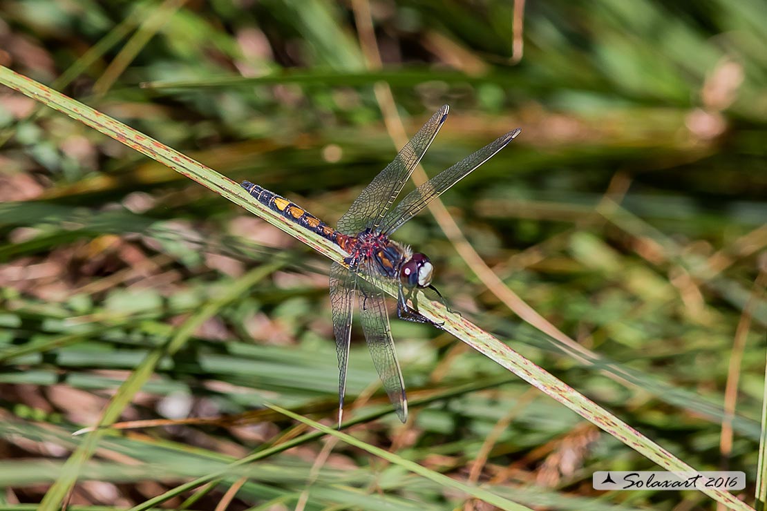 Leucorrhinia pectoralis; Frontebianca maggiore (maschio); Large white-faced darter (male)