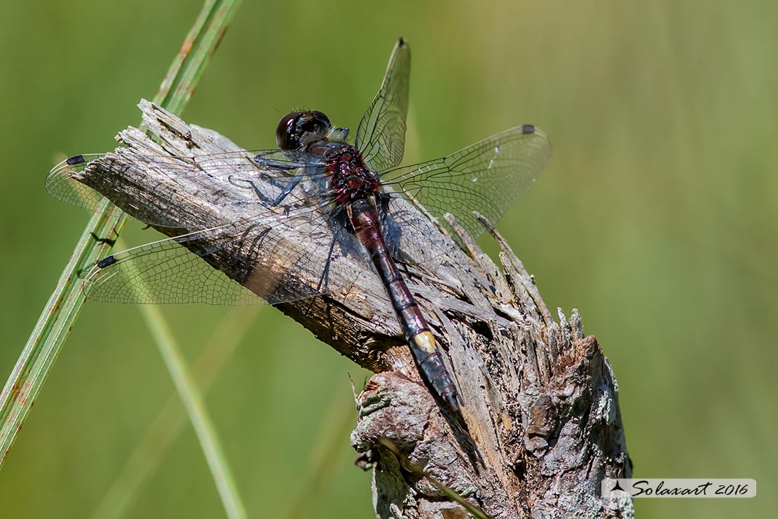 Leucorrhinia pectoralis; Frontebianca maggiore (maschio); Large white-faced darter (male)