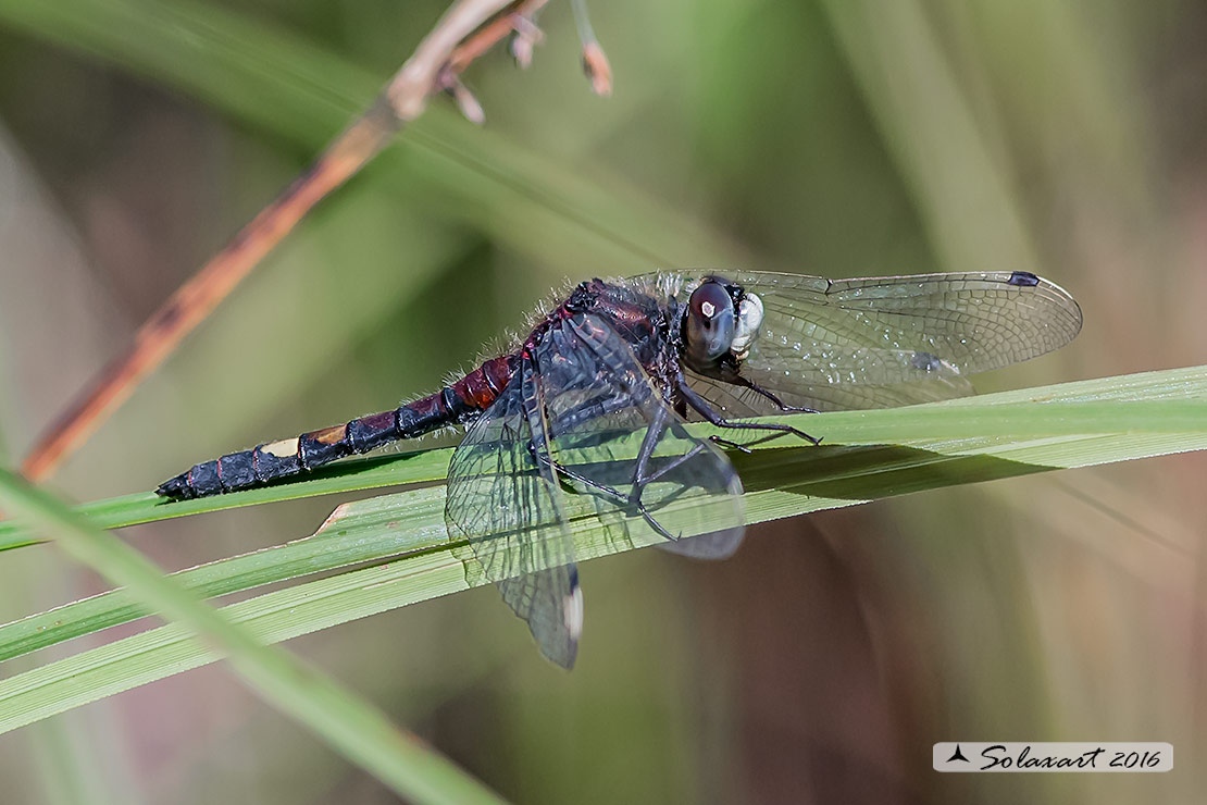 Leucorrhinia pectoralis; Frontebianca maggiore (maschio); Large white-faced darter (male)