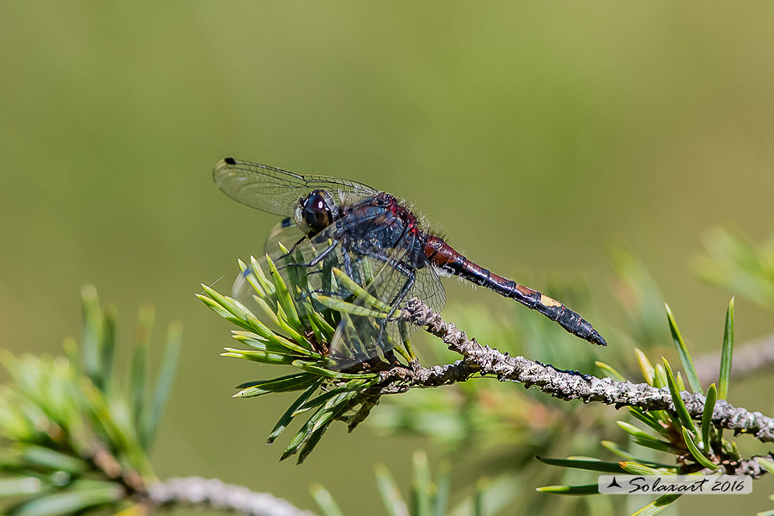 Leucorrhinia pectoralis; Frontebianca maggiore (maschio); Large white-faced darter (male)
