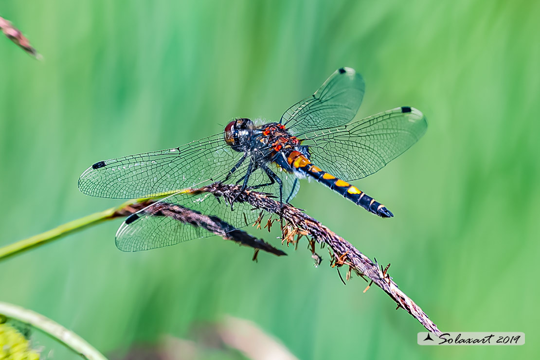 Leucorrhinia pectoralis; Frontebianca maggiore (maschio) ; Large white-faced darter (male)