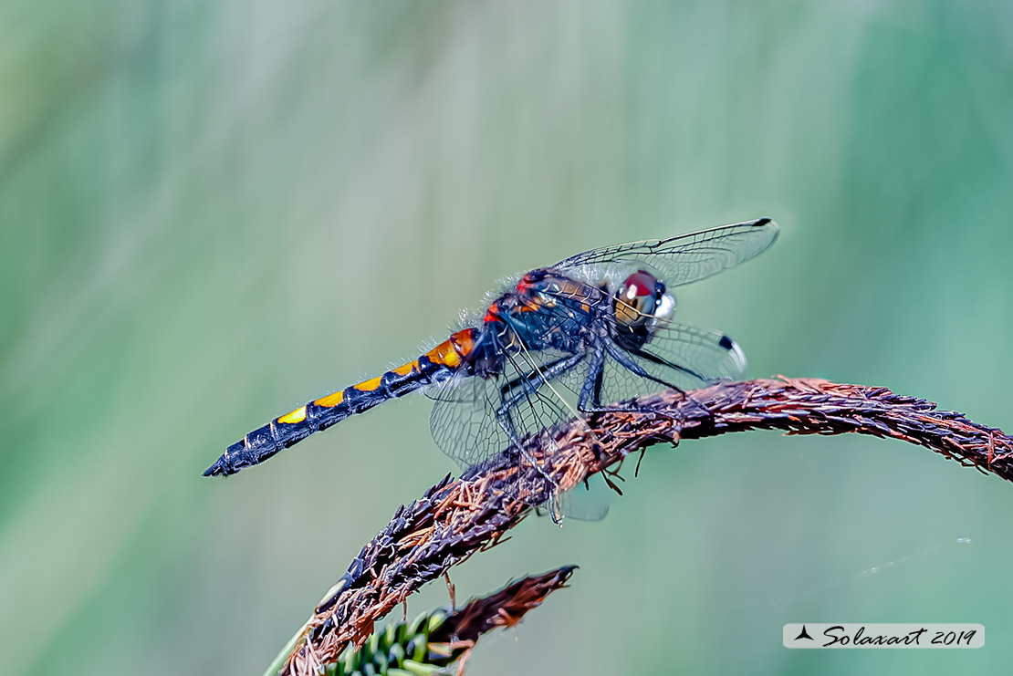 Leucorrhinia pectoralis; Frontebianca maggiore (maschio) ; Large white-faced darter (male)