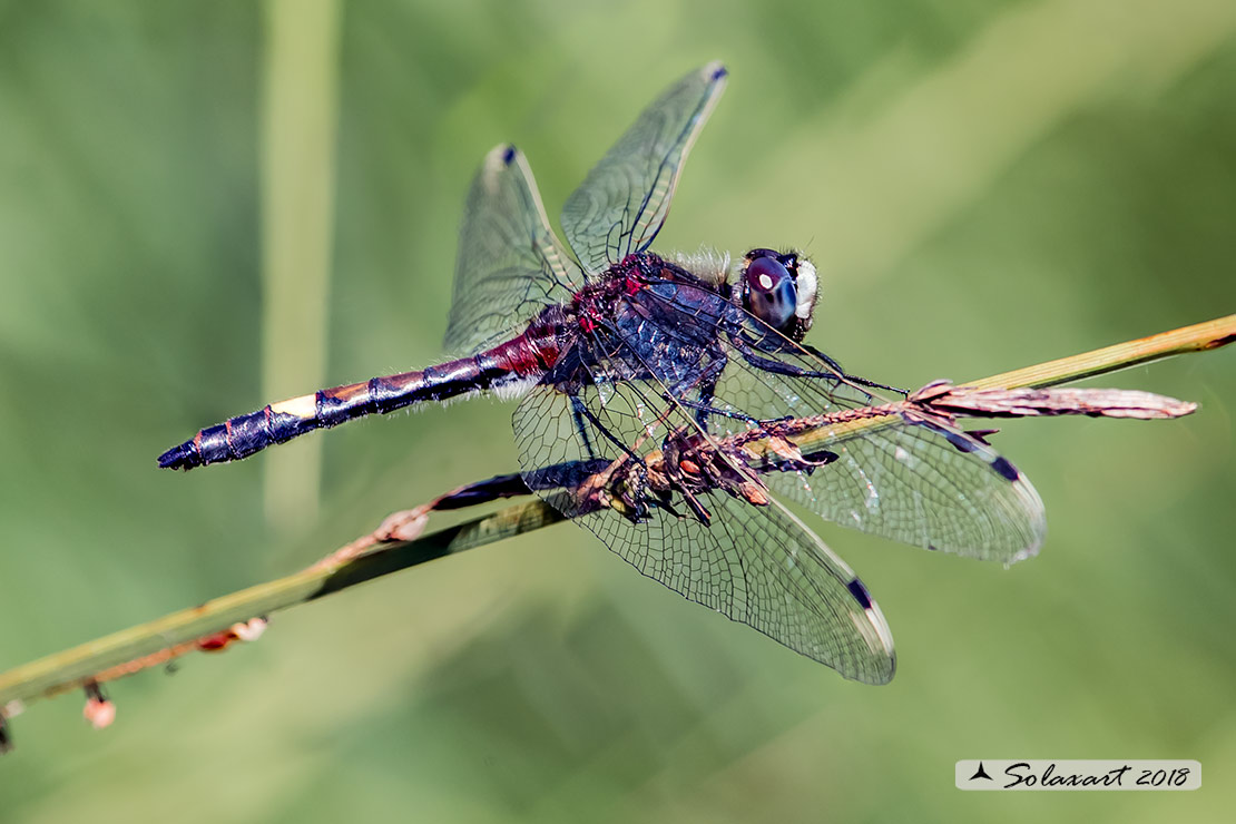 Leucorrhinia pectoralis; Frontebianca maggiore (maschio) ; Large white-faced darter (male)