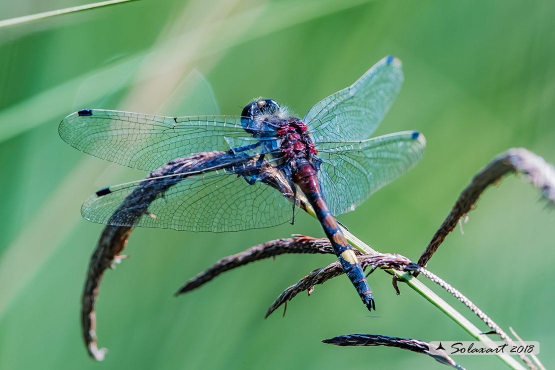 Leucorrhinia pectoralis; Frontebianca maggiore (maschio) ; Large white-faced darter (male)