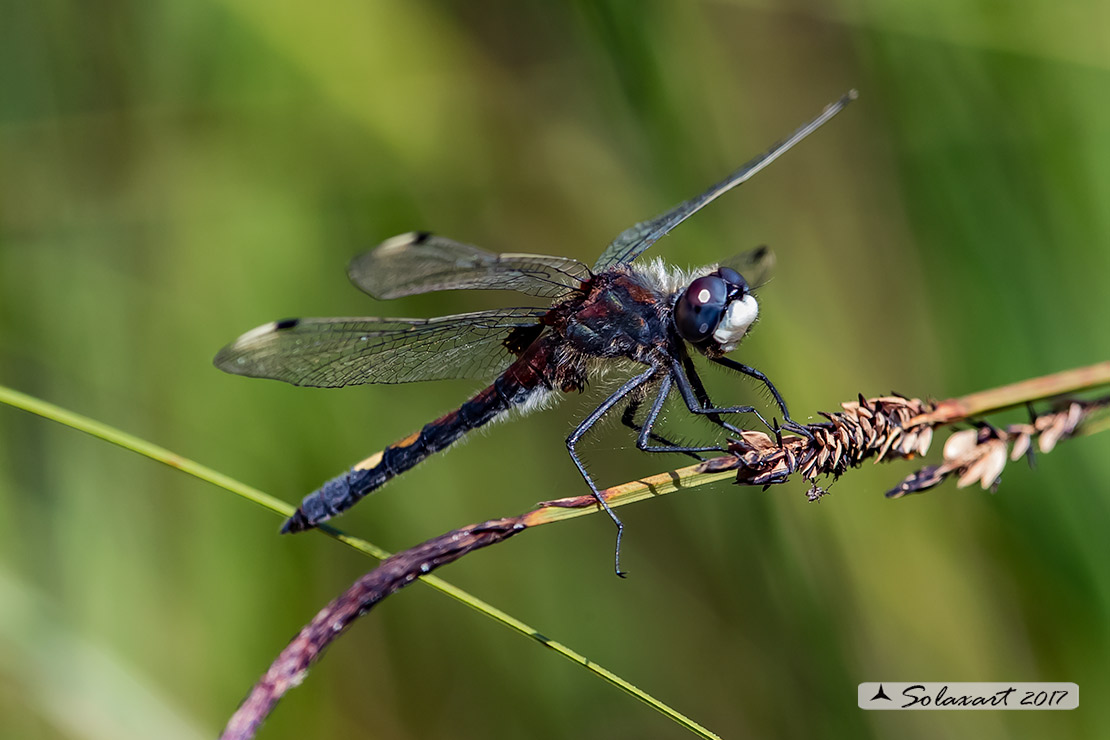 Leucorrhinia pectoralis; Frontebianca maggiore (maschio) ; Large white-faced darter (male)