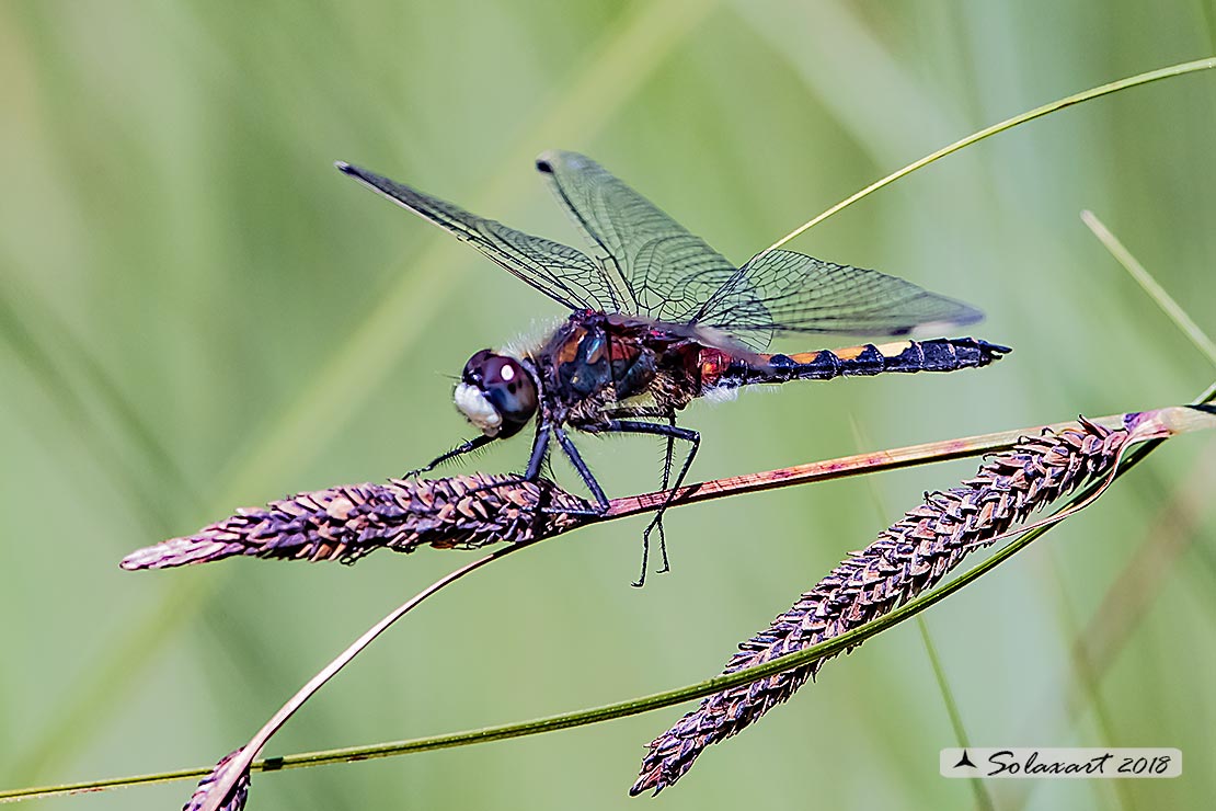 Leucorrhinia pectoralis; Frontebianca maggiore (maschio) ; Large white-faced darter (male)
