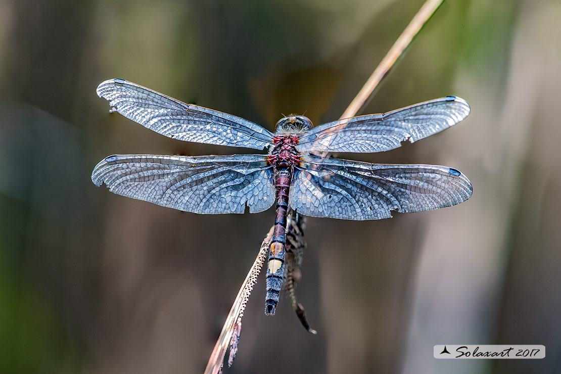 Leucorrhinia pectoralis; Frontebianca maggiore (maschio) ; Large white-faced darter (male)