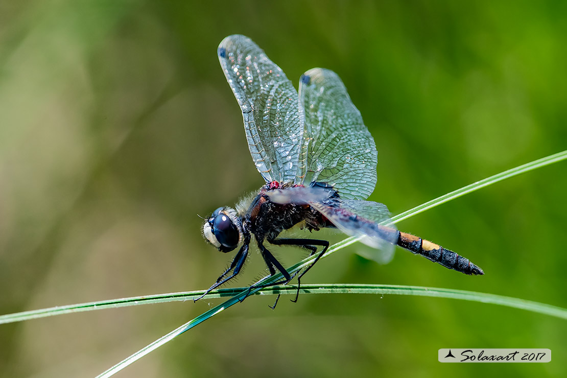 Leucorrhinia pectoralis; Frontebianca maggiore (maschio); Large white-faced darter (male)