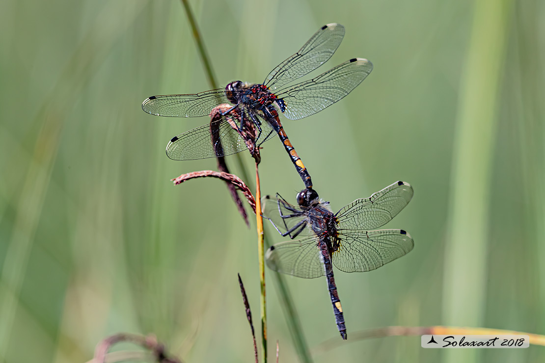 Leucorrhinia pectoralis; Frontebianca maggiore; Large white-faced darter (tandem omo)