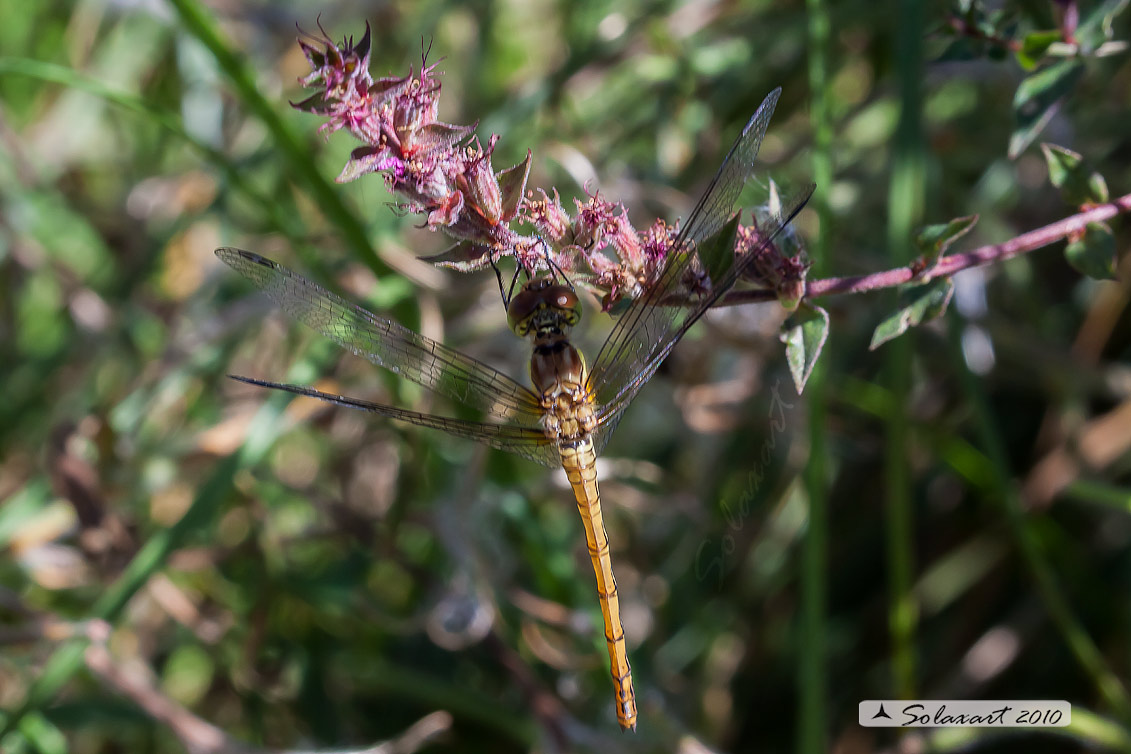 Sympetrum striolatum (femmina immatura)