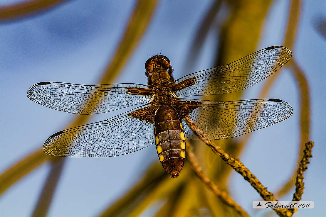 Libellula Depressa   - Platerum Depressum -  femmina