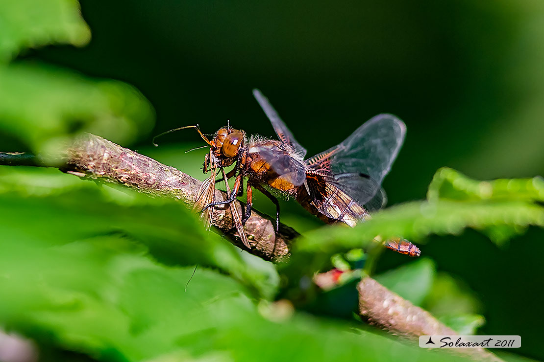 Libellula deoressa: il pasto