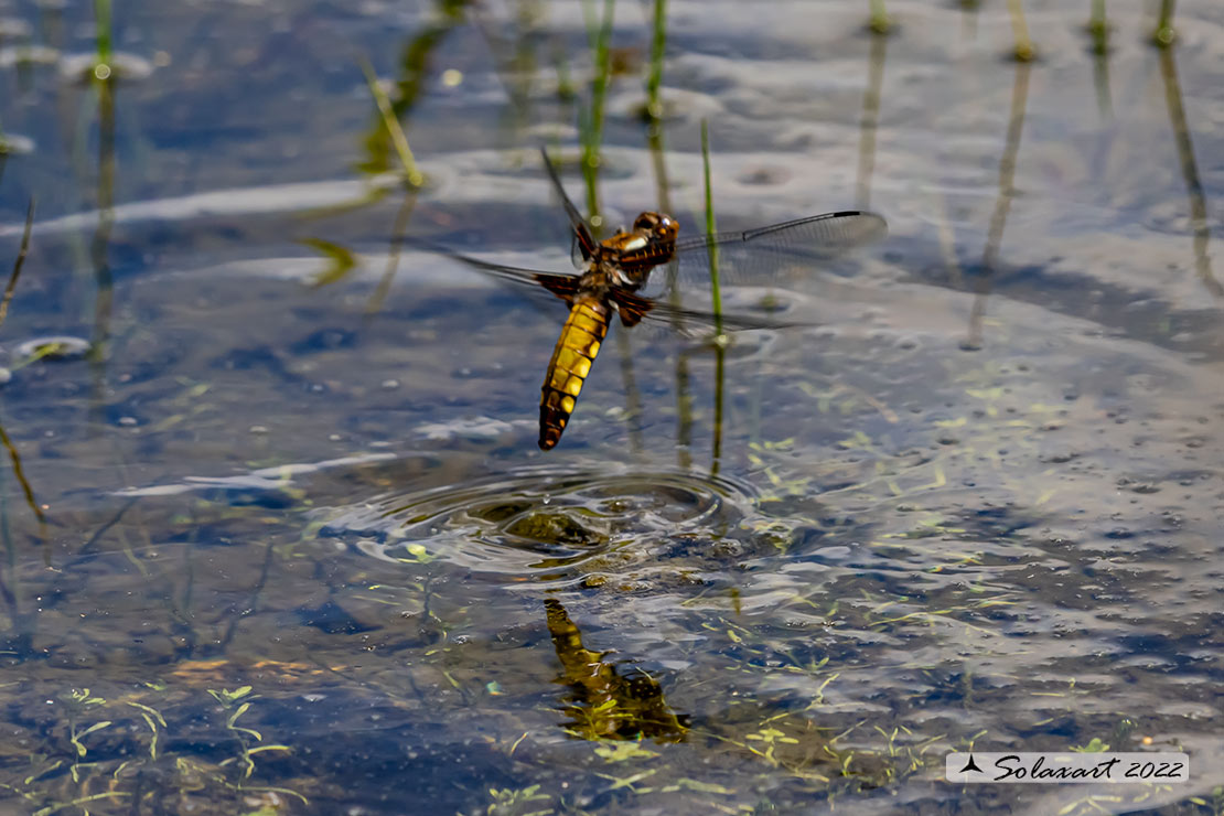 Libellula Depressa   - Platerum Depressum -  femmina