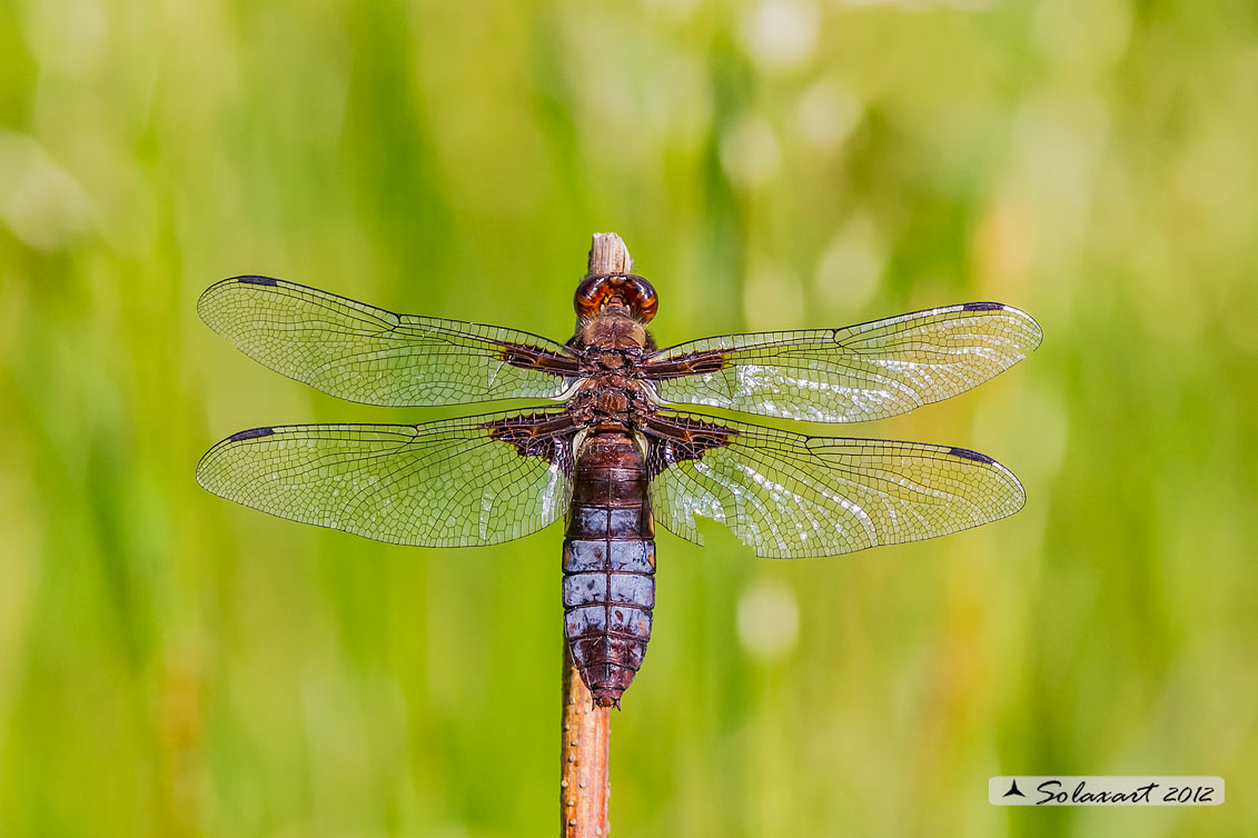 Libellula depressa (femmina androcroma); Broad-bodied Chaser  (female androchromy)