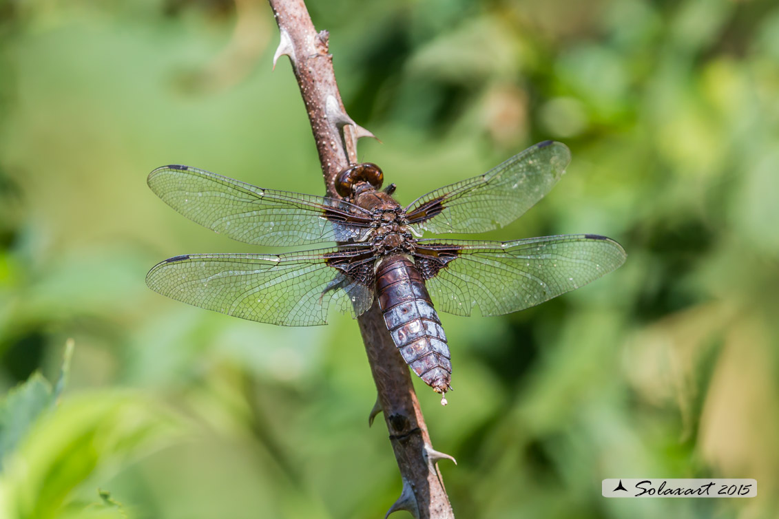 Libellula depressa (femmina androcroma) - Broad-bodied Chaser (female androchromy)