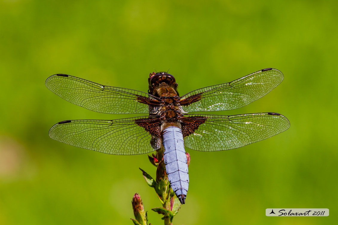 Libellula depressa male