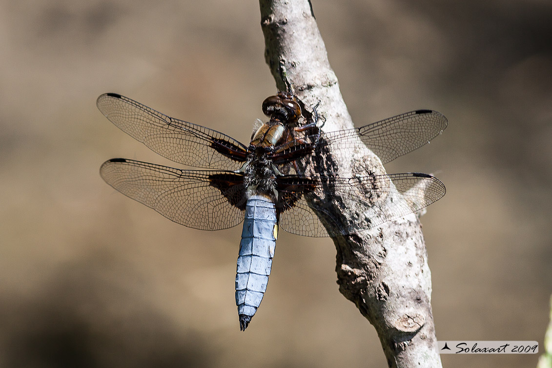 Libellula Depressa (maschio)  - Platerum Depressum -