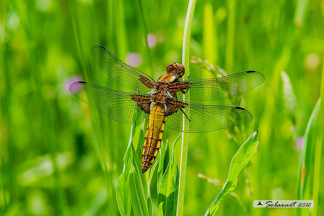 Libellula depressa o Platerum depressum (maschio immaturo) - Broad-bodied Chaser (immature  male)