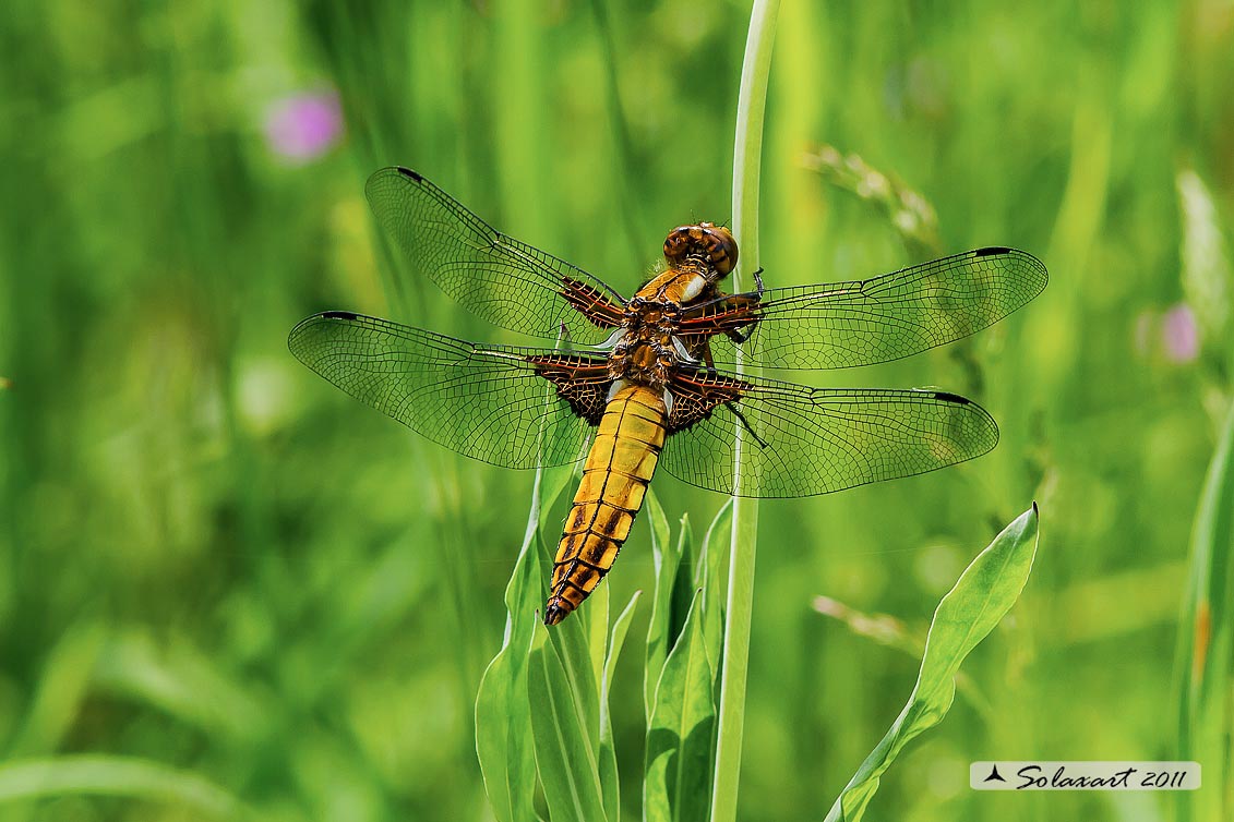 Libellula depressa o Platerum depressum (maschio immaturo) - Broad-bodied Chaser (immature  male)