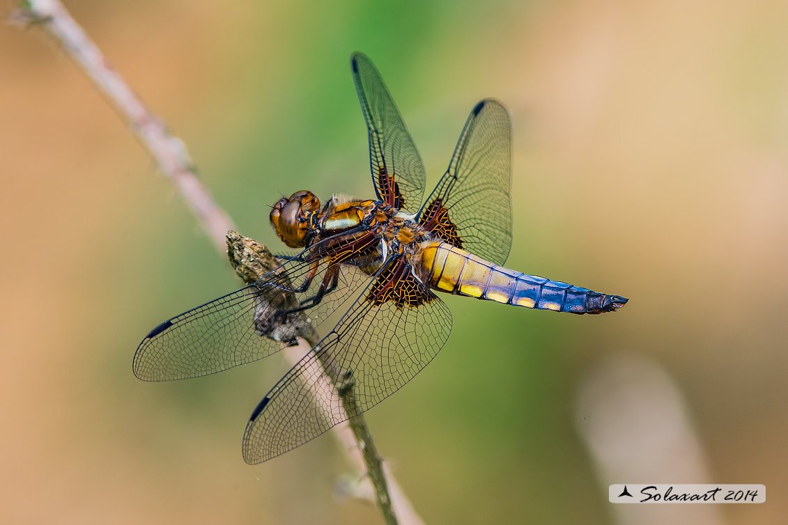 Libellula depressa o Platerum depressum (maschio immaturo) - Broad-bodied Chaser (immature male )