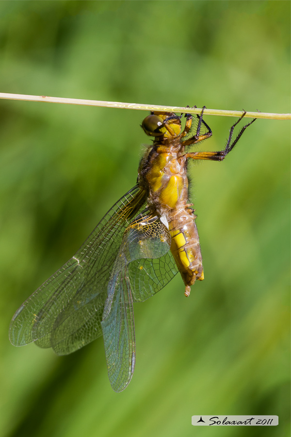 Tragedia nello stagno: 90% Libellula depressa o Platerum depressum (maschio immaturo) - Broad-bodied Chaser (immature male)