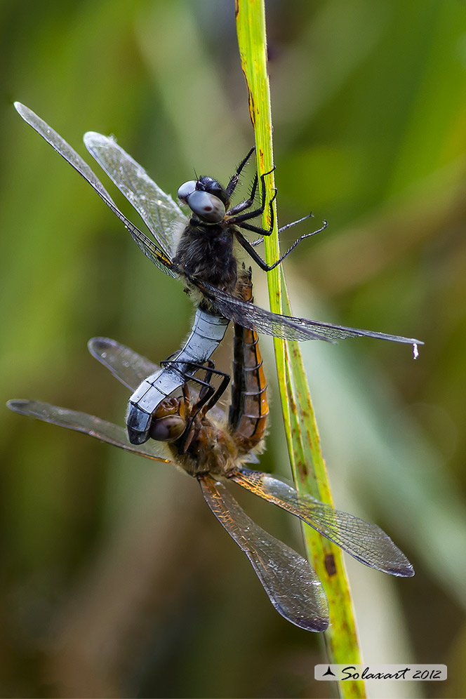 Libellula fulva  (copula) -  Scarce chaser (copula)