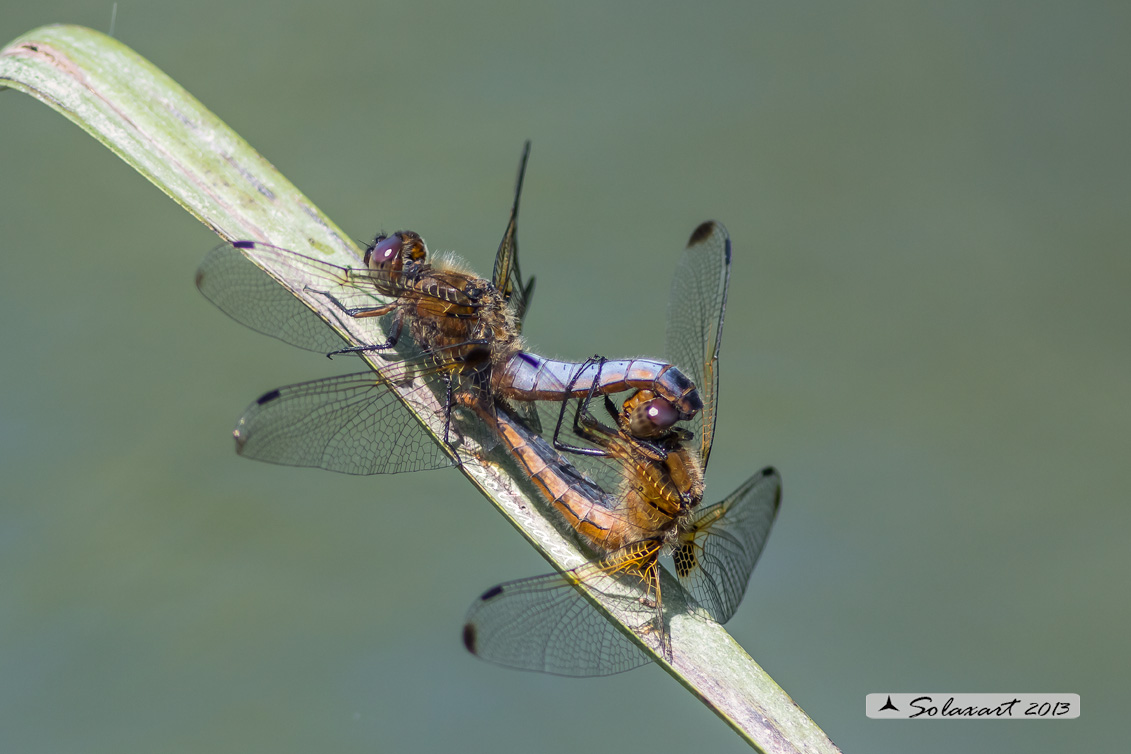 Libellula fulva; Scarce Chaser