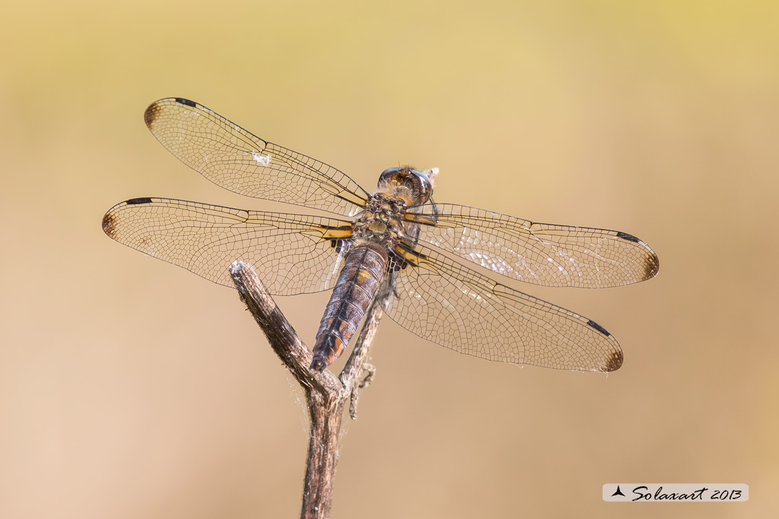 Libellula fulva  femmina - Scarce Chaser  (female)