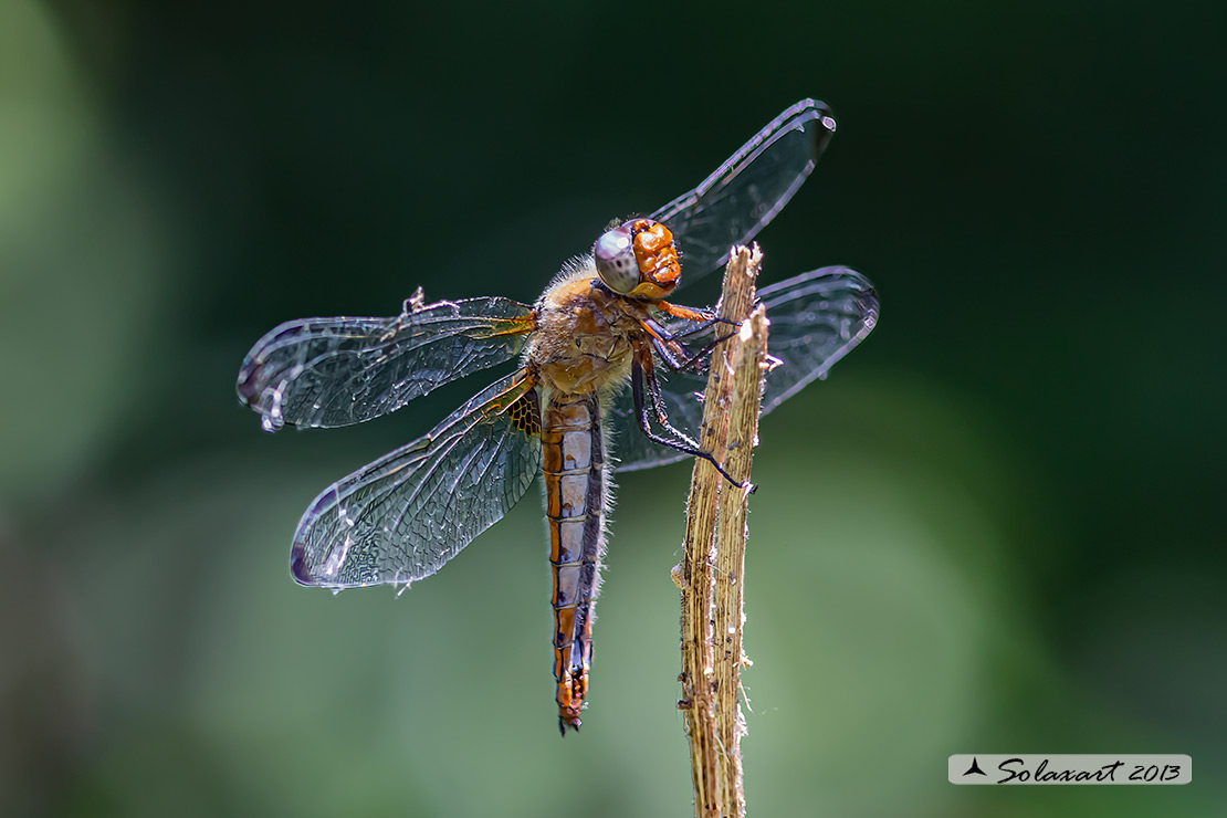 Libellula fulva  femmina - Scarce Chaser  (female)