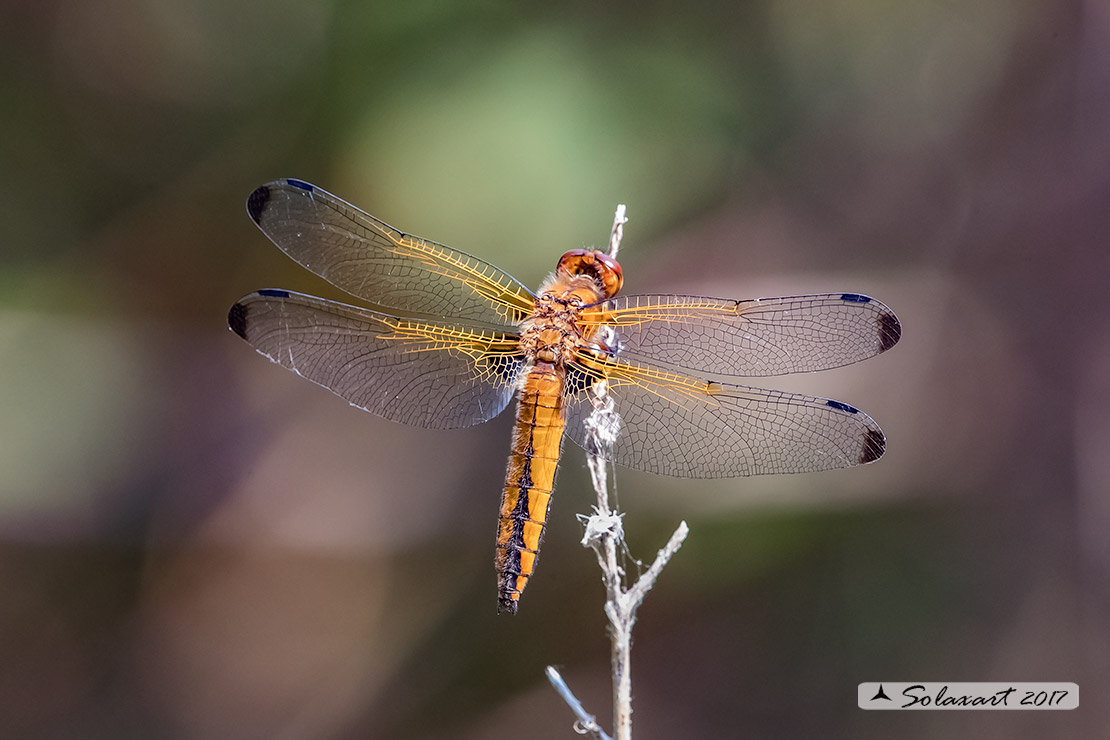 Libellula_fulva-F