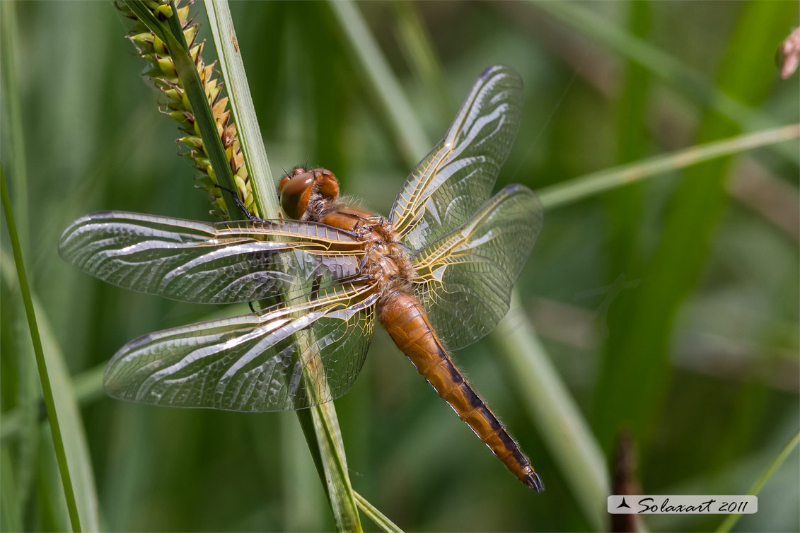 Ordine: Odonata; Famiglia: Libellulidae; Specie: Libellula Fulva
