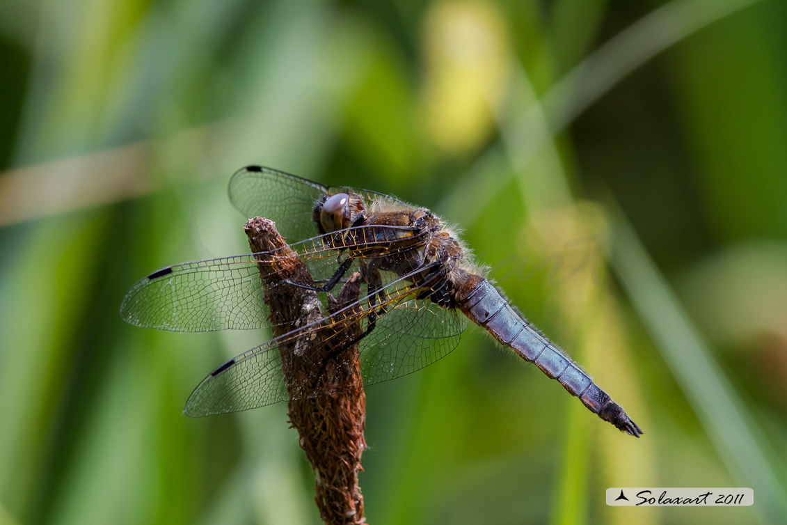 Ordine: Odonata; Famiglia :   Libellulidae; Specie: Libellula Fulva  -  maschio