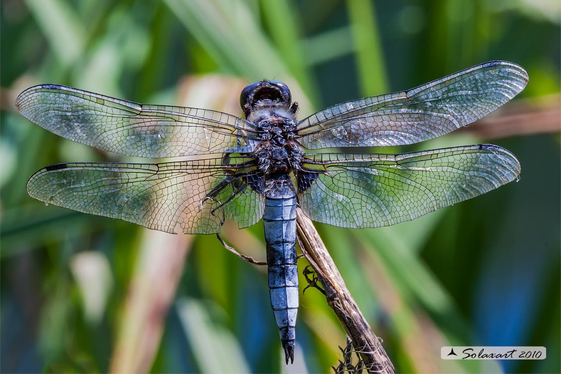 Libellula Fulva - copula