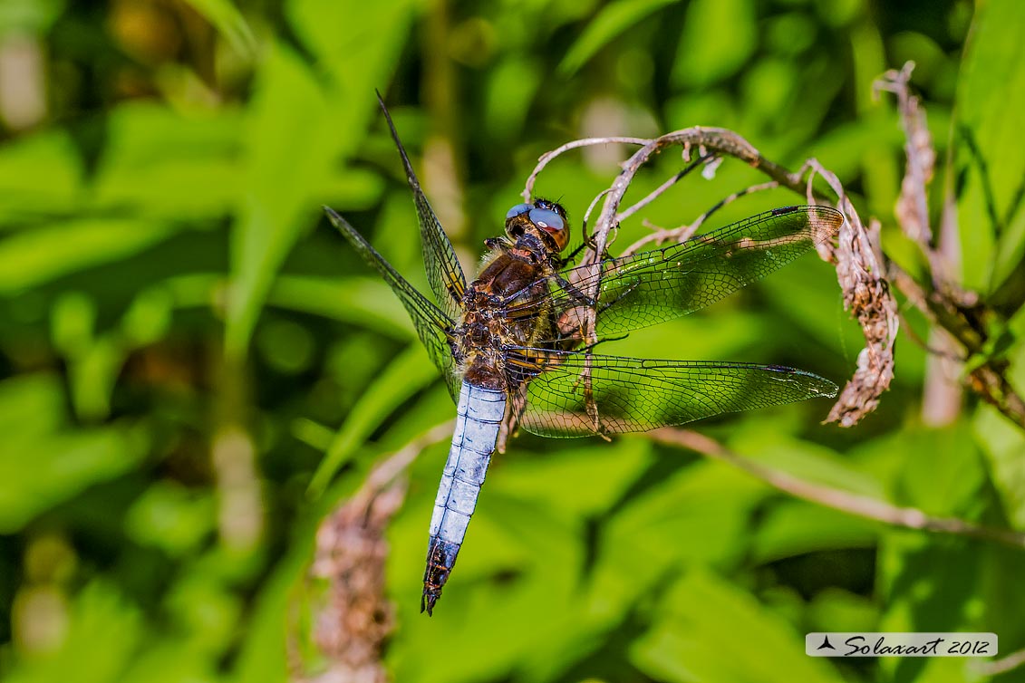 Libellula fulva  (maschio maturo)    -    Scarce Chaser  (mature male)