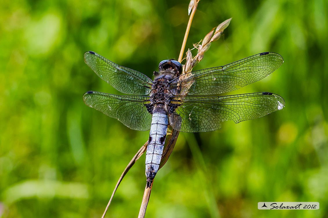 Libellula fulva  (maschio maturo)    -    Scarce Chaser  (mature male)