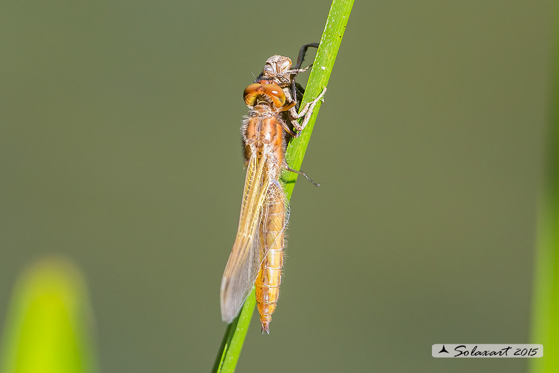 Libellula fulva teneral
