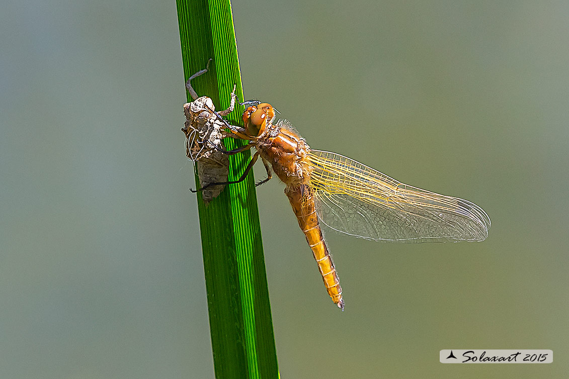 Libellula fulva teneral