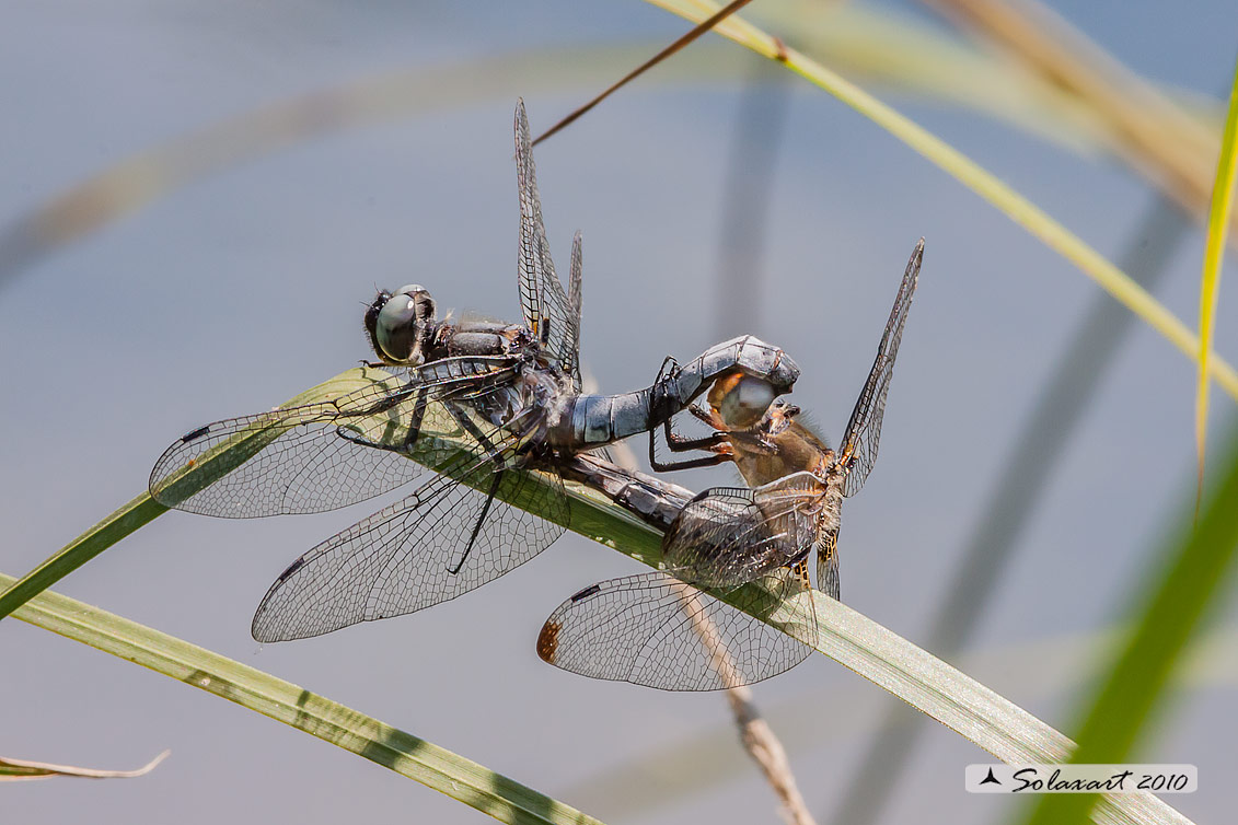 Libellula fulva  (copula)   -    Scarce chaser   (copula)