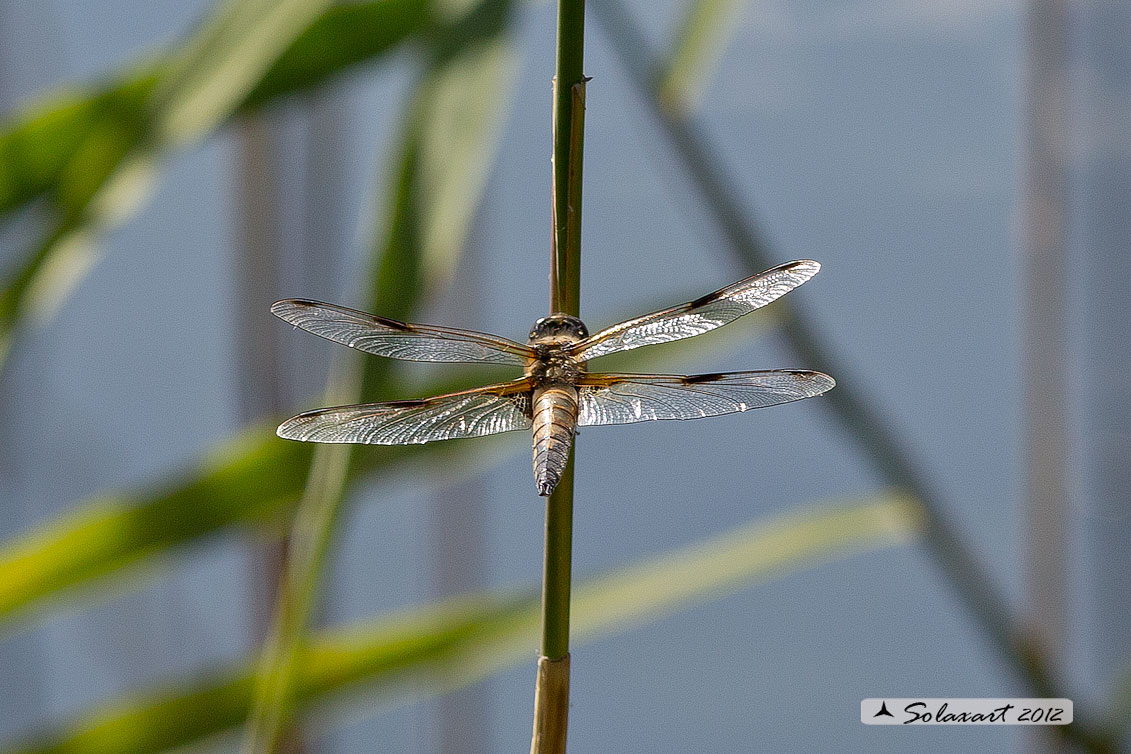 Libellula quadrimaculata  - Four-spotted Chaser 