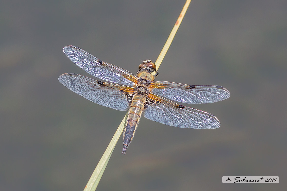 Libellula quadrimaculata  (femmina); Four-spotted Chaser (female)