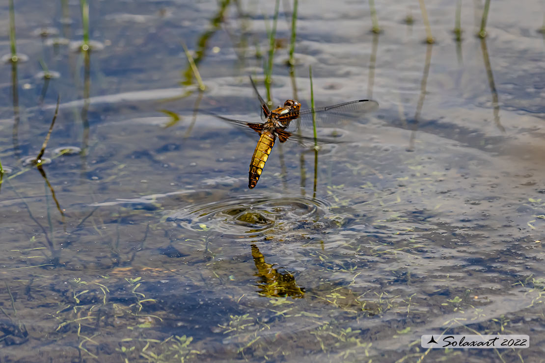 Libellula quadrimaculata  (femmina); Four-spotted Chaser (female)