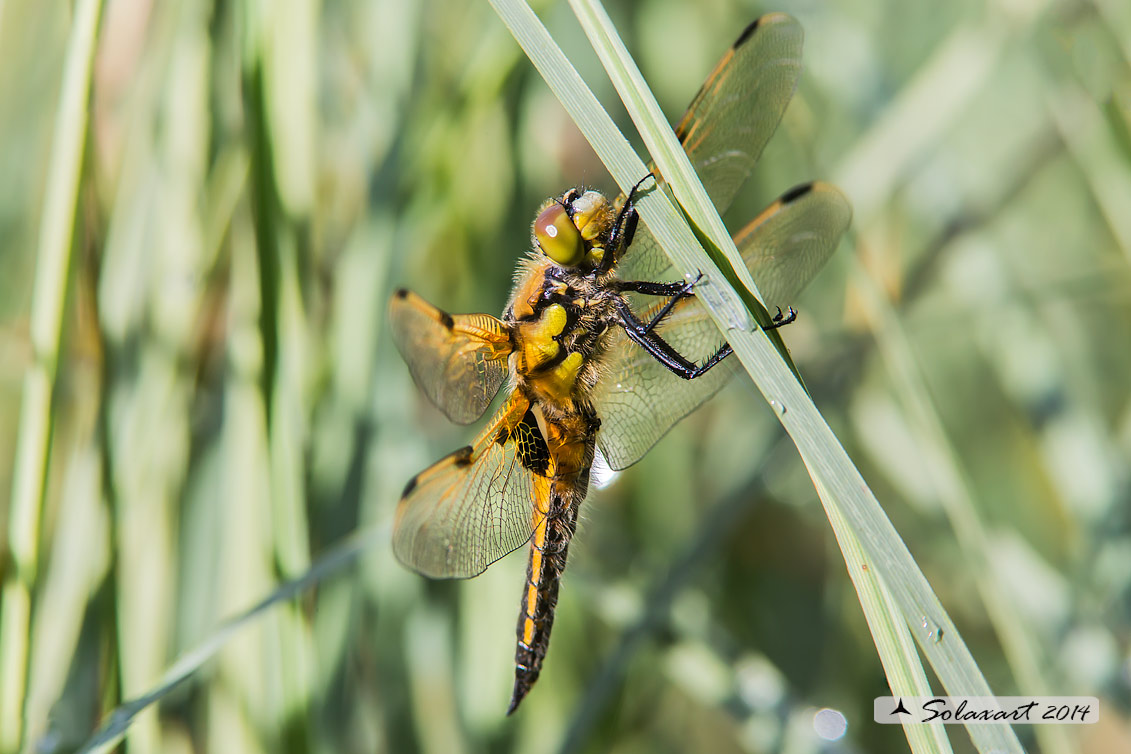 Libellula quadrimaculata (maschio) - Four-spotted Chaser (male)